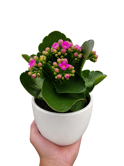 Kalanchoe Blossfeldiana 4-inch plant pink blooms in a white pot Rooted Treasures Farms on Tampa Home & Garden Store