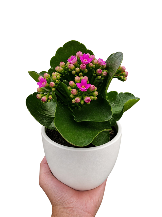 Kalanchoe Blossfeldiana 4-inch plant pink blooms in a white pot Rooted Treasures Farms on Tampa Home & Garden Store