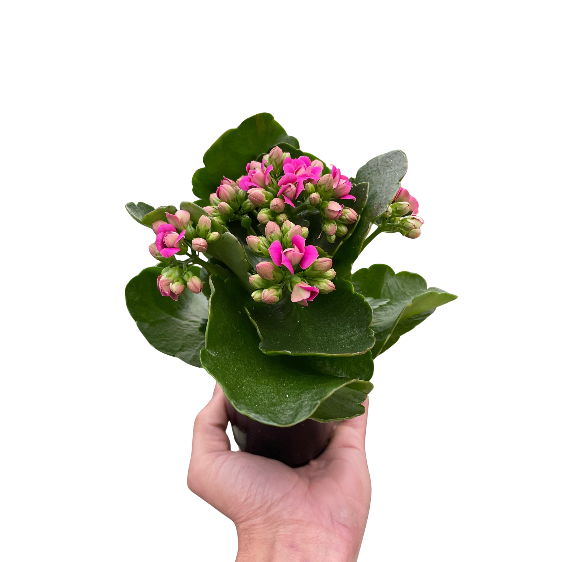 Kalanchoe Blossfeldiana 4-inch plant with pink blooms and green leaves on Tampa Home & Garden Store