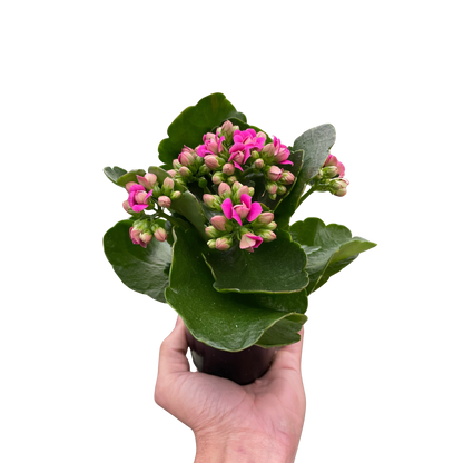 Kalanchoe Blossfeldiana 4-inch plant with pink blooms and green leaves on Tampa Home & Garden Store