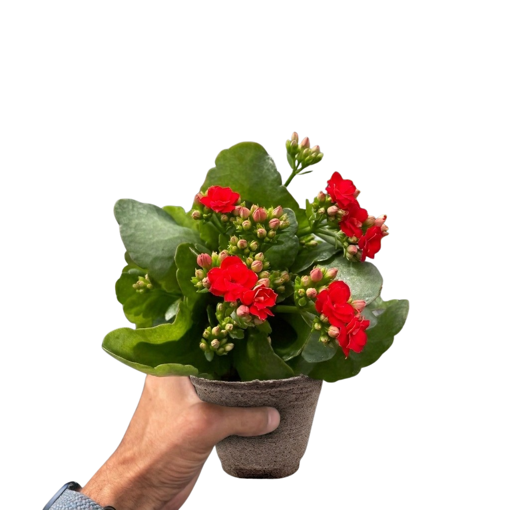 Kalanchoe Blossfeldiana 4in potted plant with red blooms and thick green leaves on Tampa Home & Garden Store