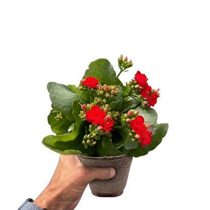 Kalanchoe Blossfeldiana 4in potted plant with red blooms and thick green leaves on Tampa Home & Garden Store
