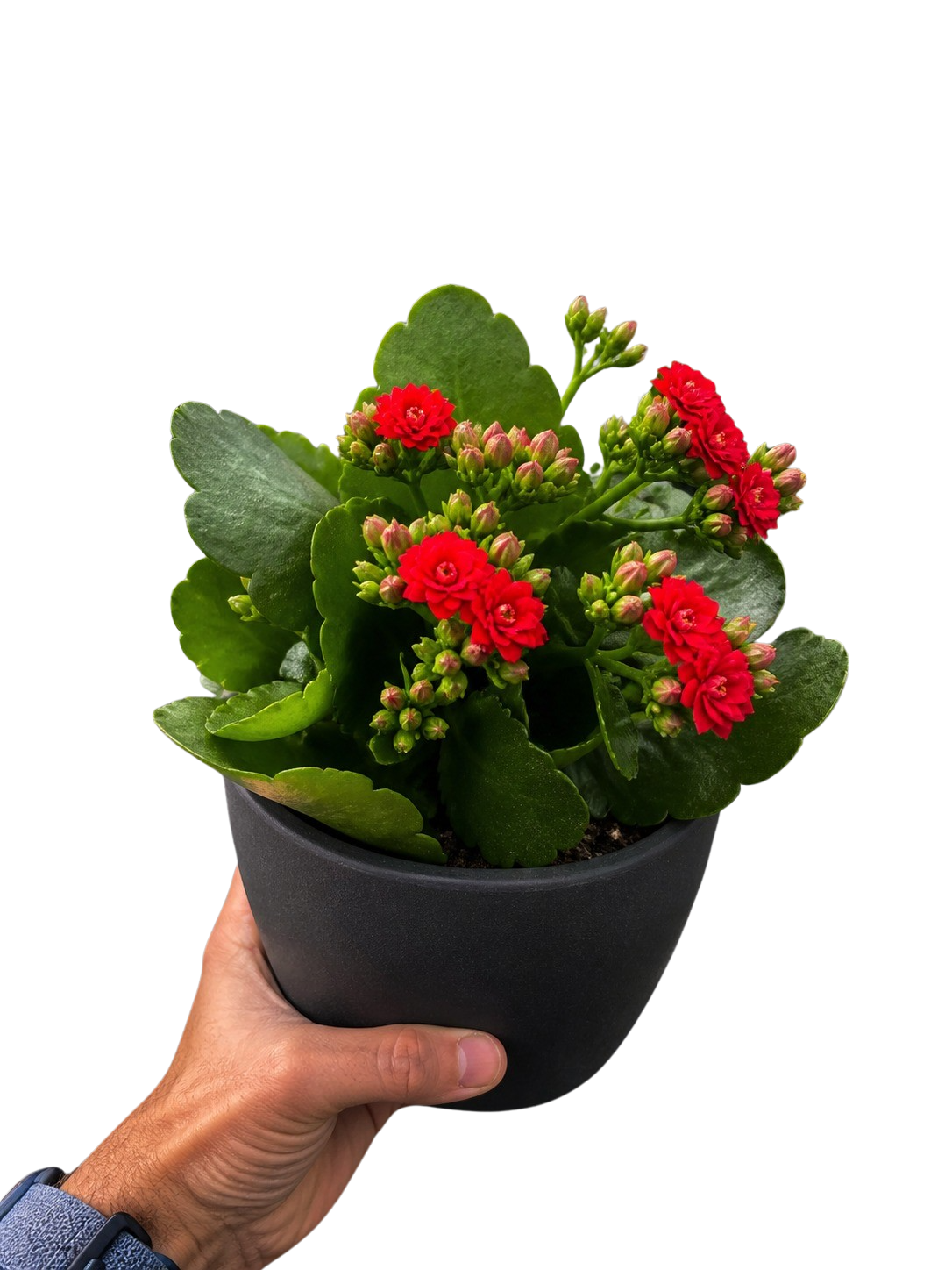 Kalanchoe Blossfeldiana 4in plant in a black pot with bright red blossoms and green leaves on Tampa Home & Garden Store