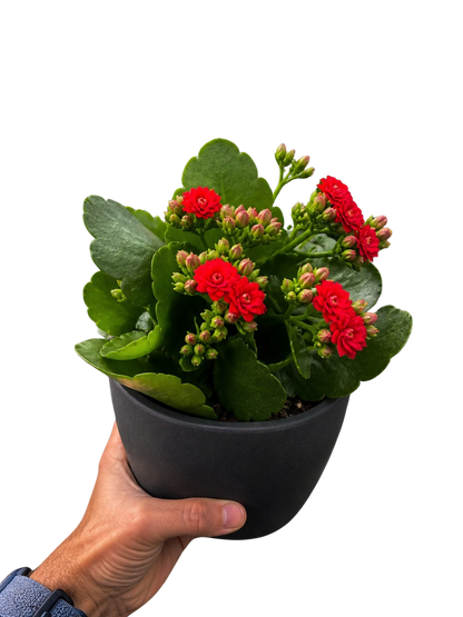 Kalanchoe Blossfeldiana 4in plant in a black pot with bright red blossoms and green leaves on Tampa Home & Garden Store
