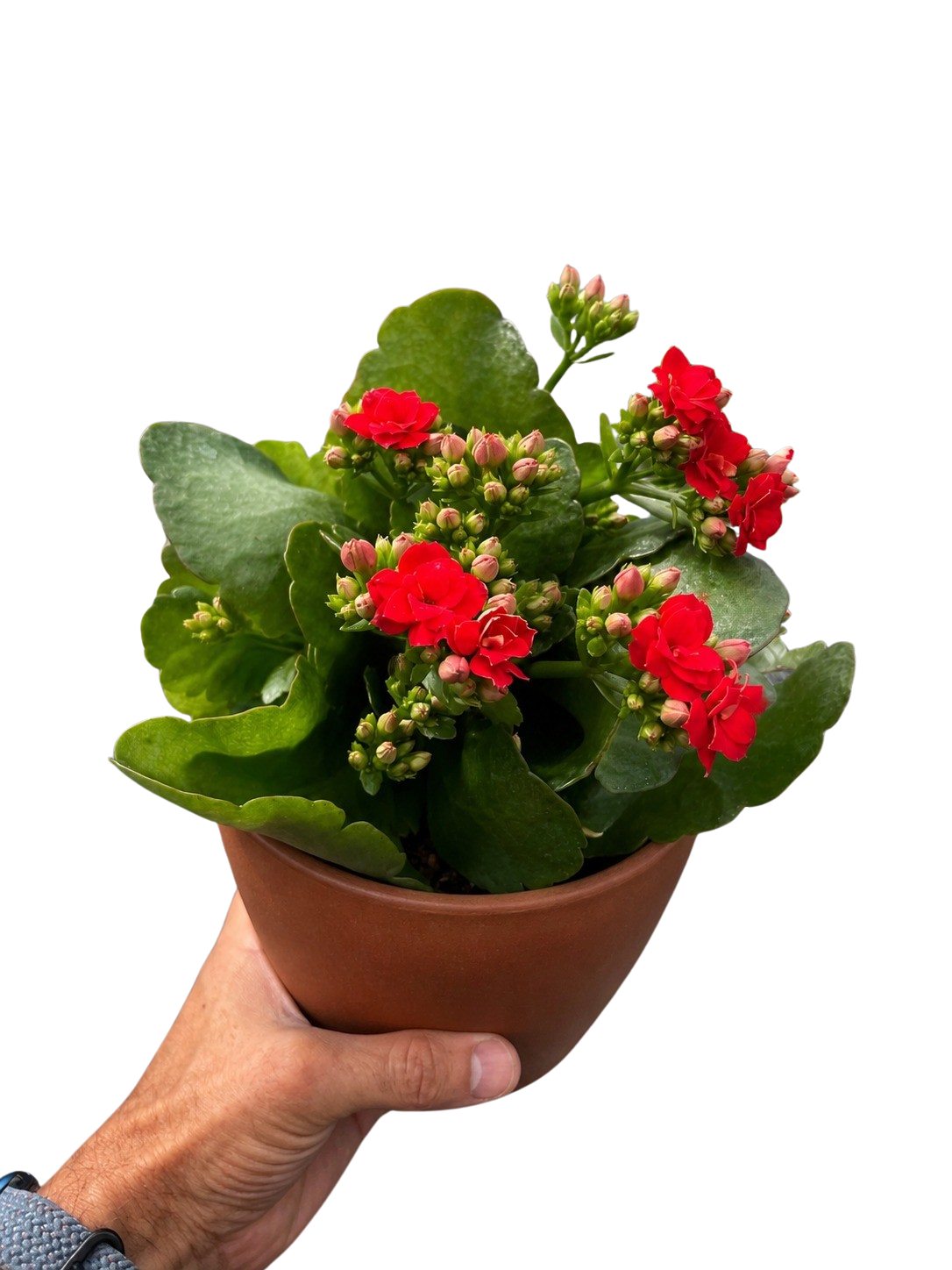 Kalanchoe Blossfeldiana 4-inch potted plant with red blossoms and green leaves in terracotta pot Rooted Treasures Farms on Tampa Home & Garden Store