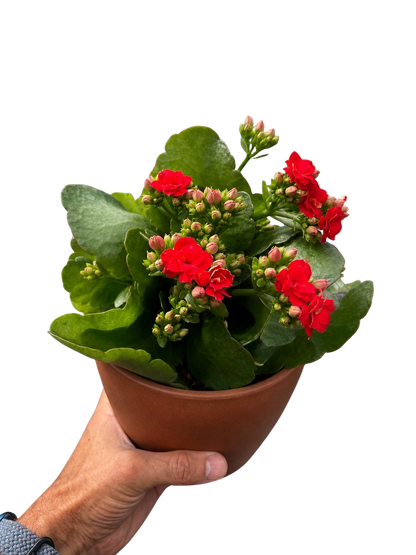 Kalanchoe Blossfeldiana 4-inch potted plant with red blossoms and green leaves in terracotta pot Rooted Treasures Farms on Tampa Home & Garden Store