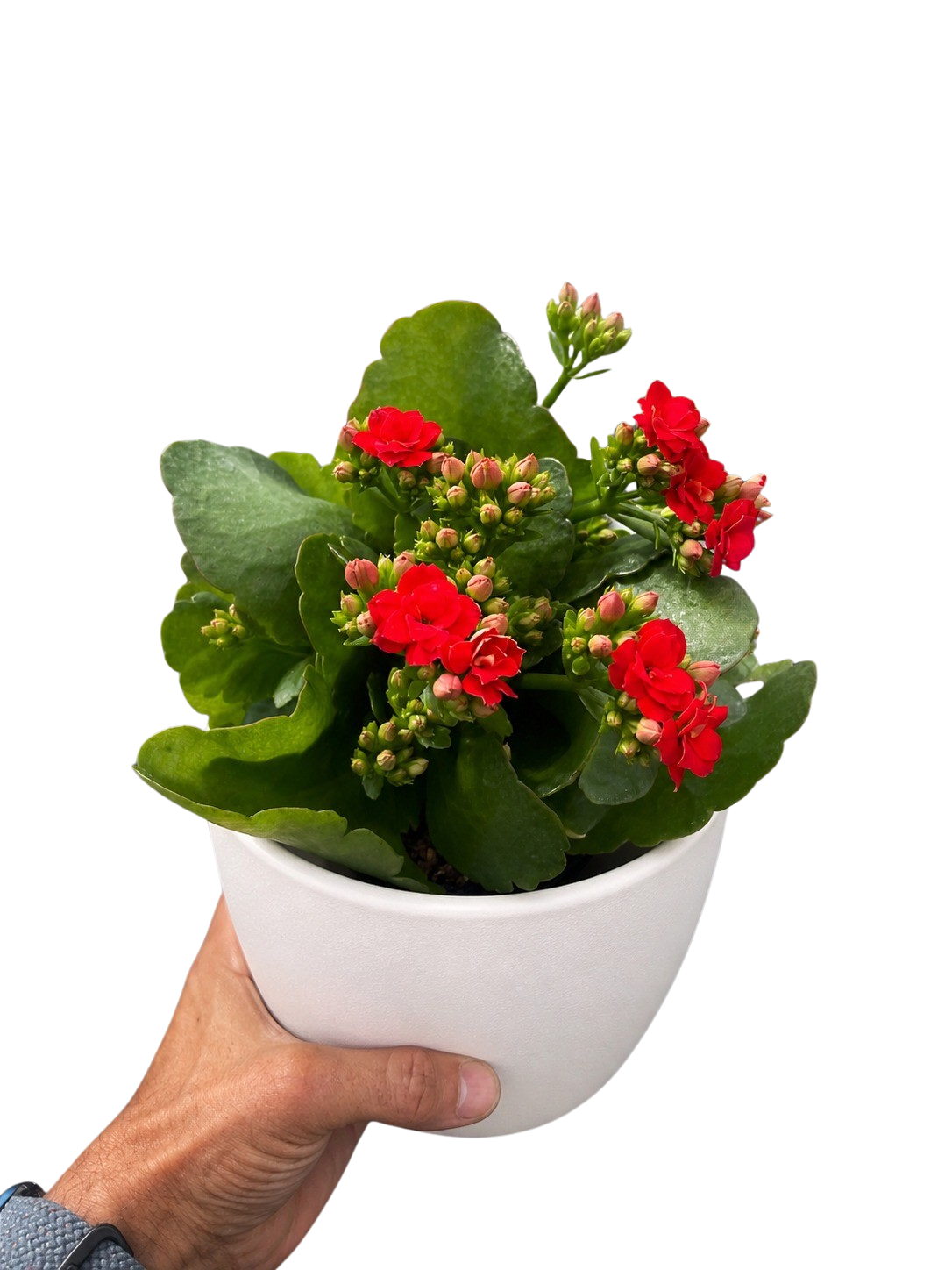 Kalanchoe Blossfeldiana 4in plant with red blooms and green leaves in white pot on Tampa Home & Garden Store
