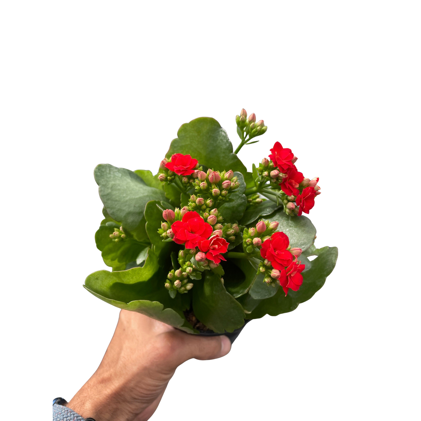 Kalanchoe Blossfeldiana 4-inch plant with red blooms and thick green leaves handheld on Tampa Home & Garden Store