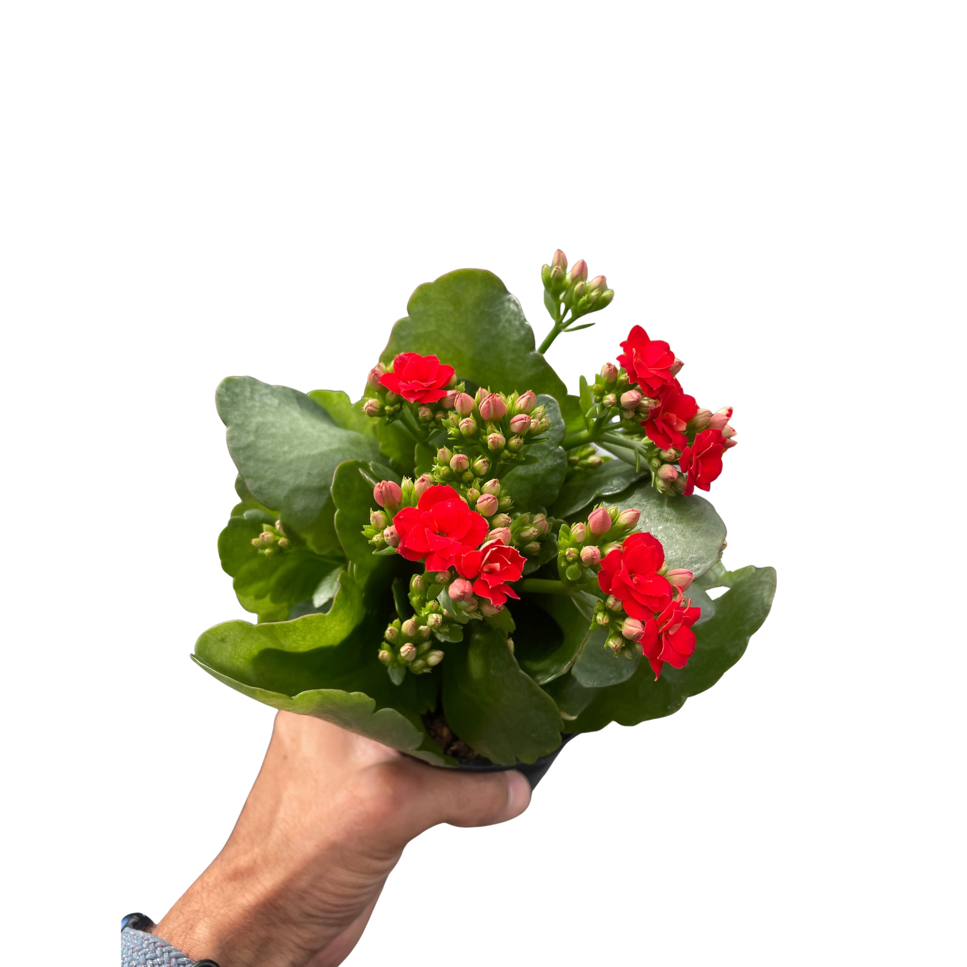 Kalanchoe Blossfeldiana 4-inch plant with red blooms and thick green leaves handheld on Tampa Home & Garden Store