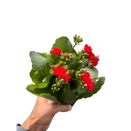 Kalanchoe Blossfeldiana 4-inch plant with red blooms and thick green leaves handheld on Tampa Home & Garden Store