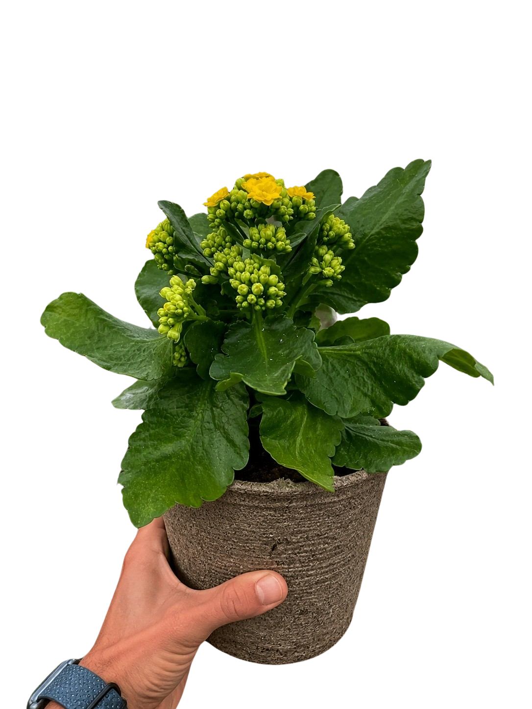 Kalanchoe Blossfeldiana 4-inch plant with yellow blooms and glossy green leaves in a pot on Tampa Home & Garden Store