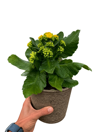 Kalanchoe Blossfeldiana 4-inch plant with yellow blooms and glossy green leaves in a pot on Tampa Home & Garden Store