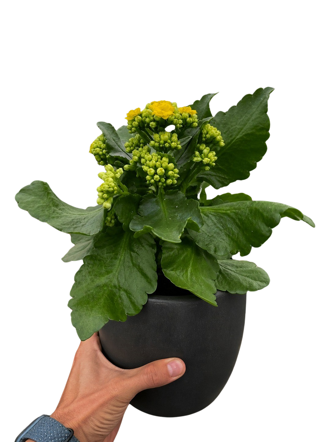 Kalanchoe Blossfeldiana 4in pot plant with yellow blooms and green leaves held in hand on Tampa Home & Garden Store