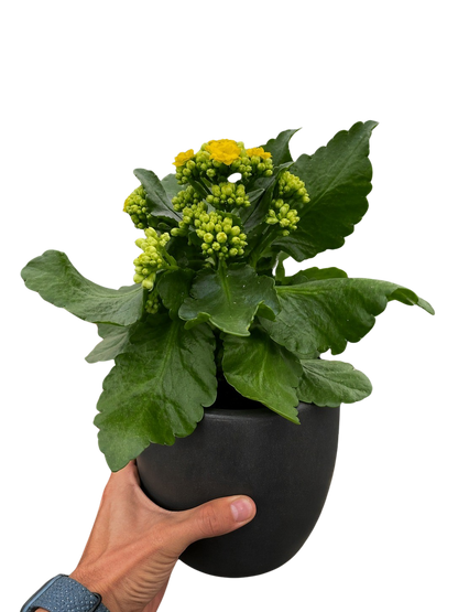 Kalanchoe Blossfeldiana 4in pot plant with yellow blooms and green leaves held in hand on Tampa Home & Garden Store