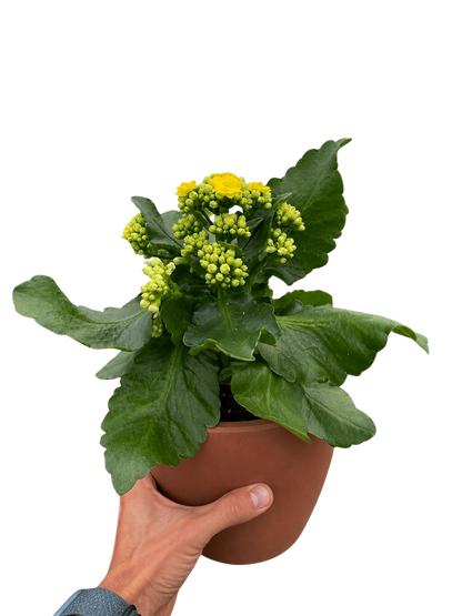 Kalanchoe Blossfeldiana 4in plant with yellow blooms and leaves Rooted Treasures Farms on Tampa Home & Garden Store