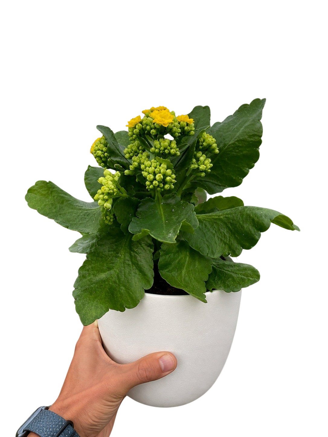 Kalanchoe Blossfeldiana 4in potted plant with yellow blooms and green leaves in a white pot on Tampa Home & Garden Store