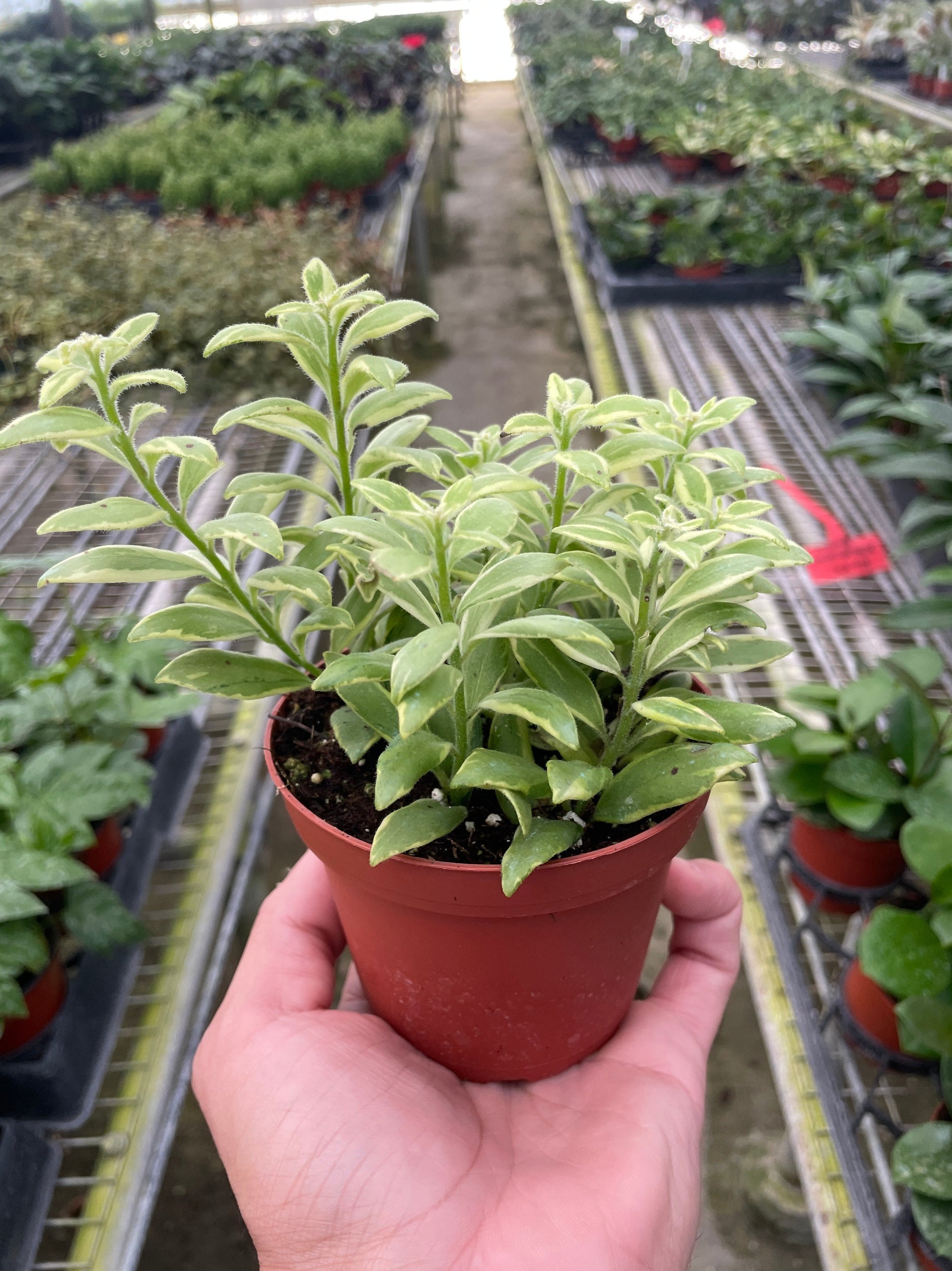 Lipstick Bolero Bicolore 4in plant in pot with variegated green leaves House Plant Shop on Tampa Home & Garden Store