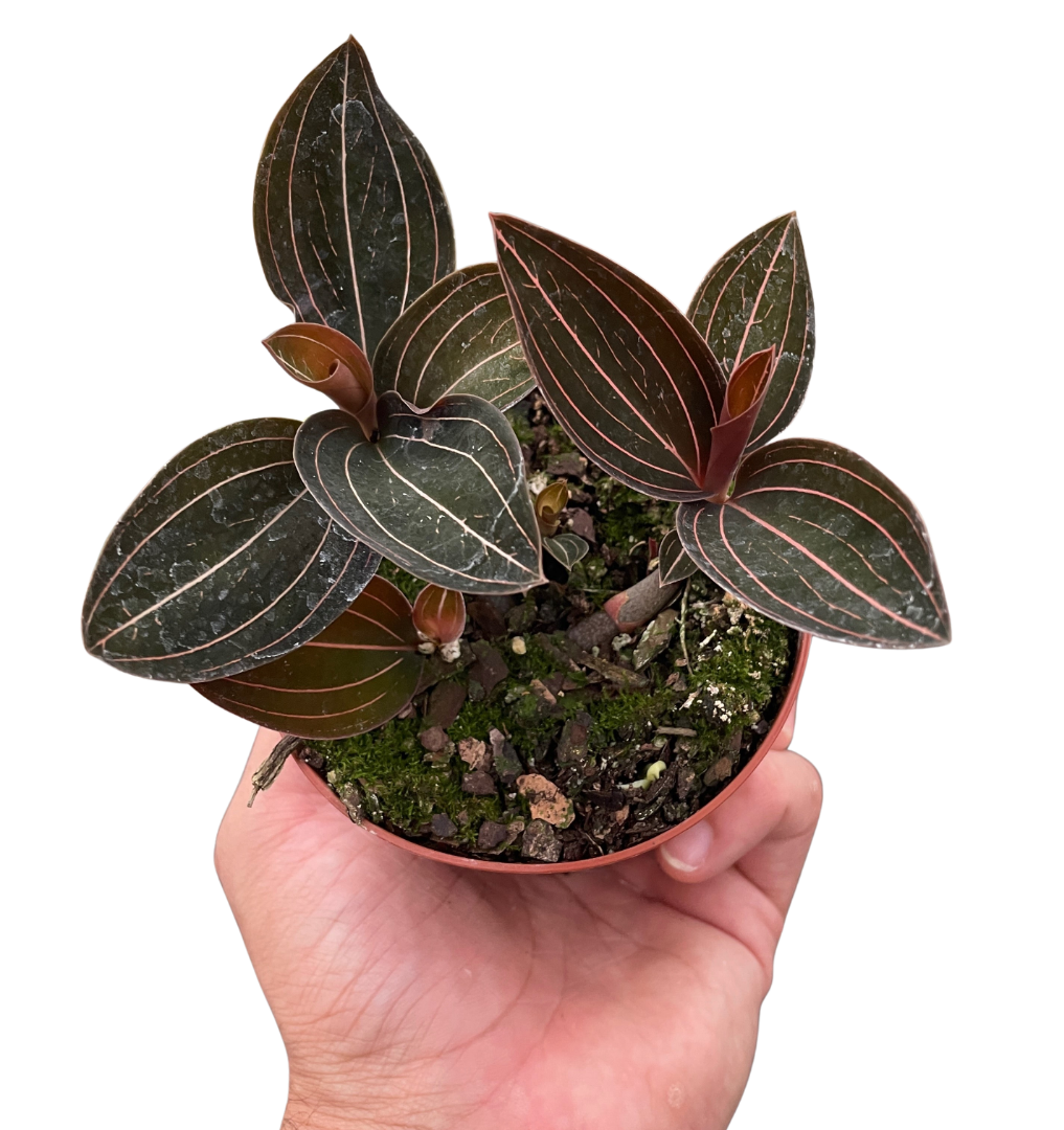 Ludisia discolor 4-inch potted houseplant with dark leaves and pink veins House Plant Shop on Tampa Home & Garden Store