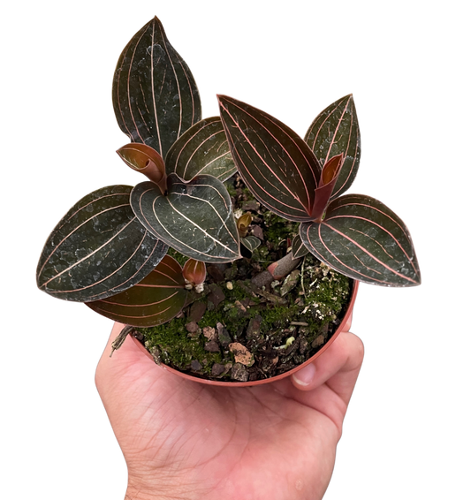 Ludisia discolor 4-inch potted houseplant with dark leaves and pink veins House Plant Shop on Tampa Home & Garden Store