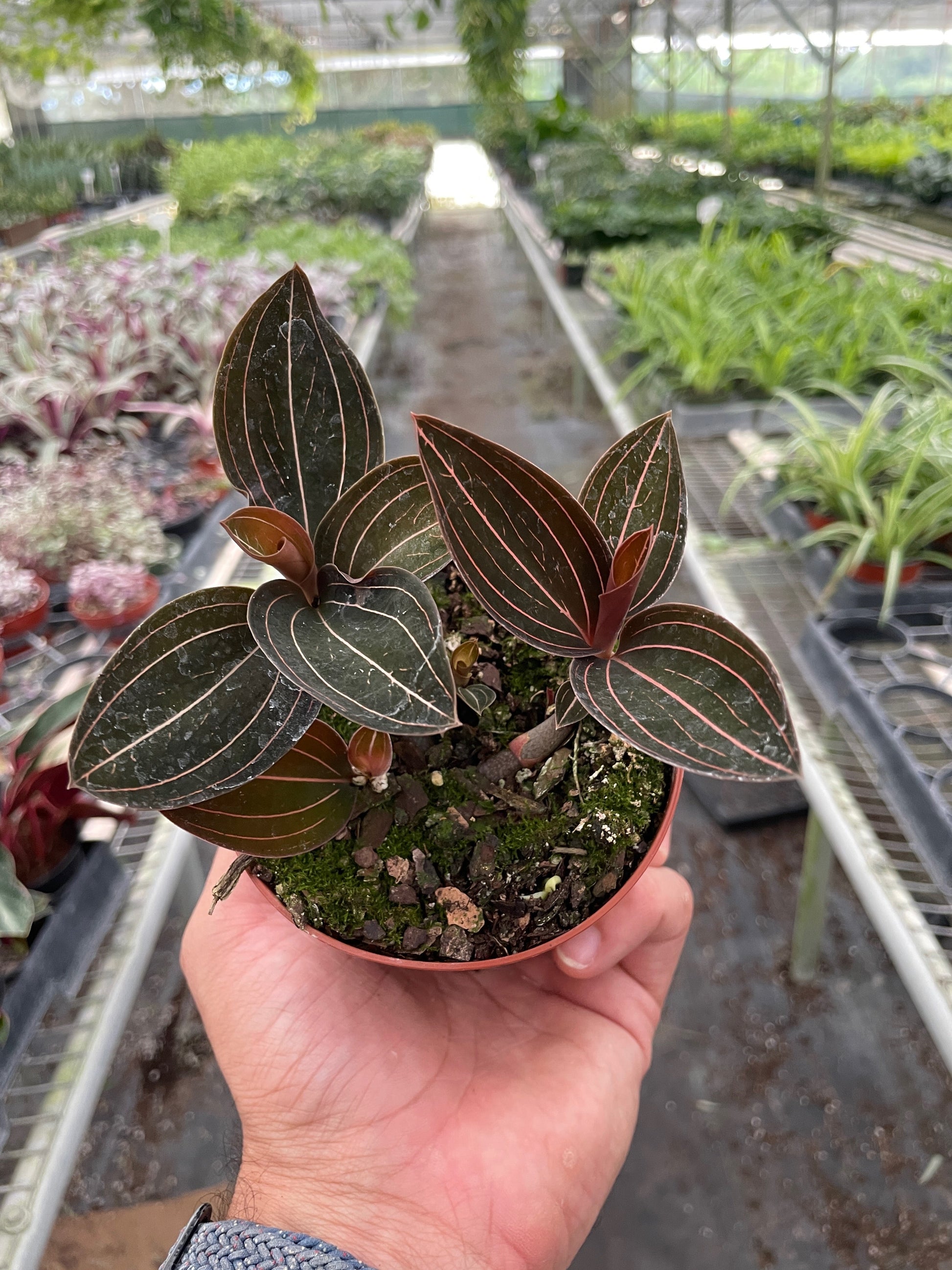 Ludisia discolor 4in potted houseplant House Plant Shop dark leaves with pink veins on Tampa Home & Garden Store