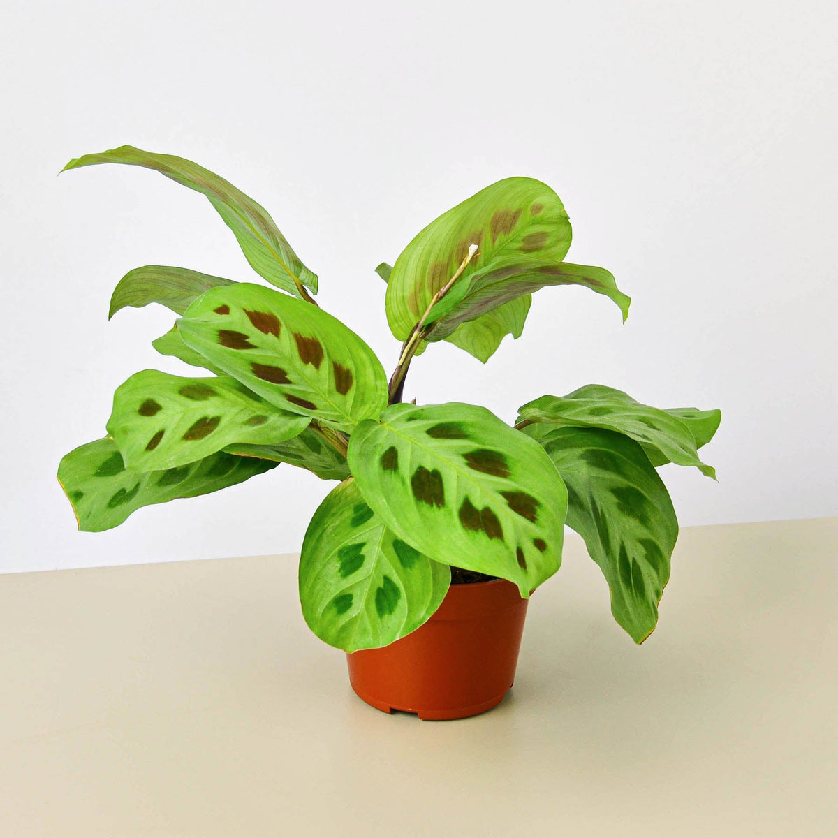 Maranta Leuconeura indoor plant with green leaves showing brown spots in a terracotta pot on Tampa Home & Garden Store