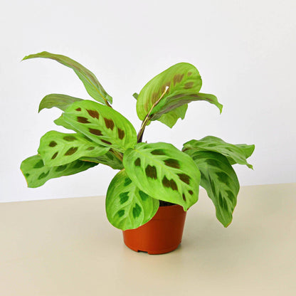Maranta Leuconeura indoor plant with green leaves showing brown spots in a terracotta pot on Tampa Home & Garden Store