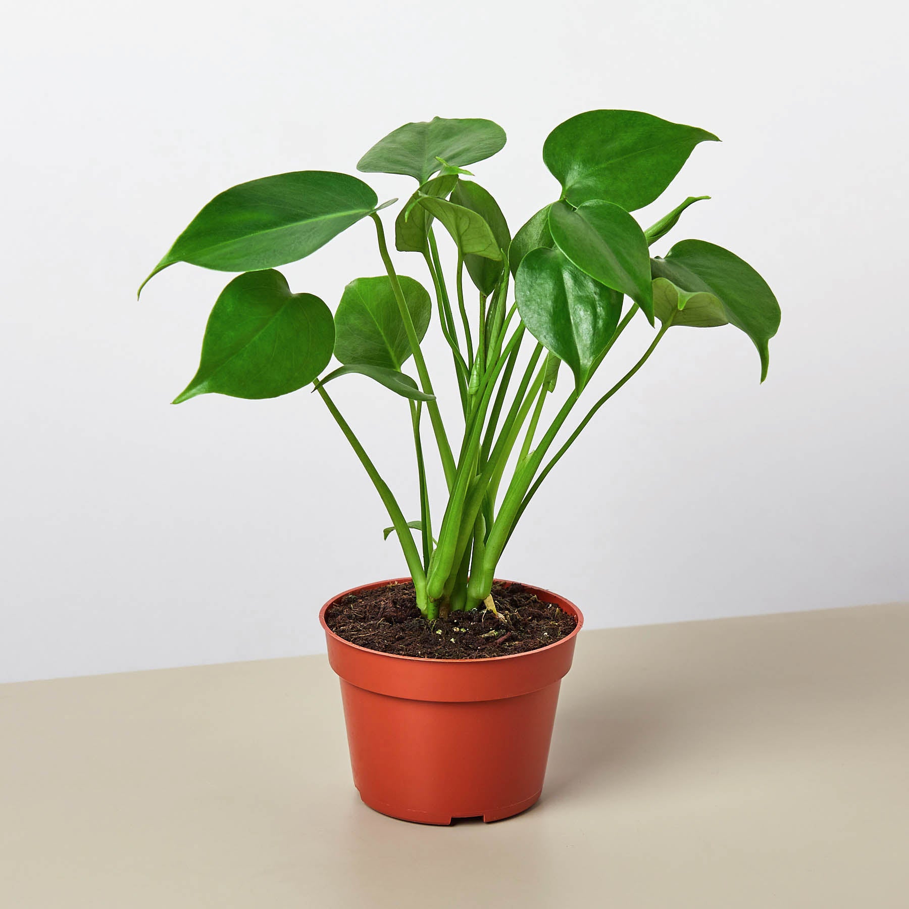 Monstera Bundle potted plant with green leaves and multiple stems in a red pot Rooted Treasures Farms on Tampa Home & Garden Store