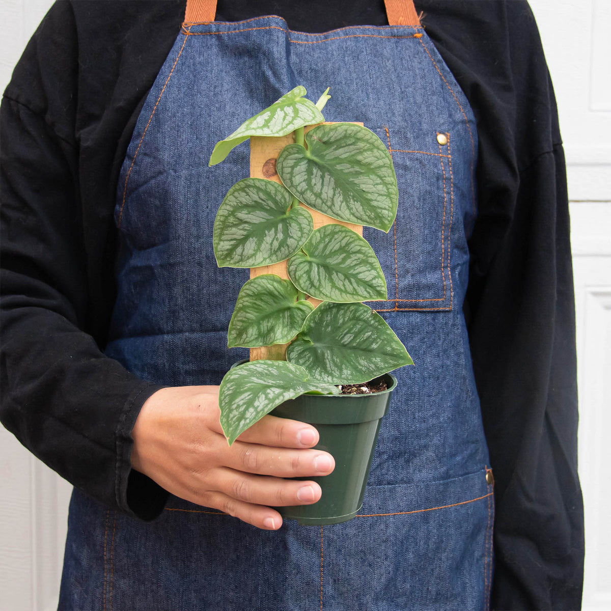 Monstera Dubia shingle plant with variegated leaves in pot, climbing a stake, held in denim apron on Tampa Home & Garden Store