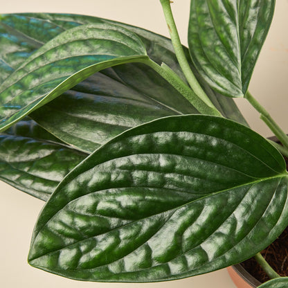 Monstera Peru indoor plant with glossy dark green leaves and variegation House Plant Shop on Tampa Home & Garden Store