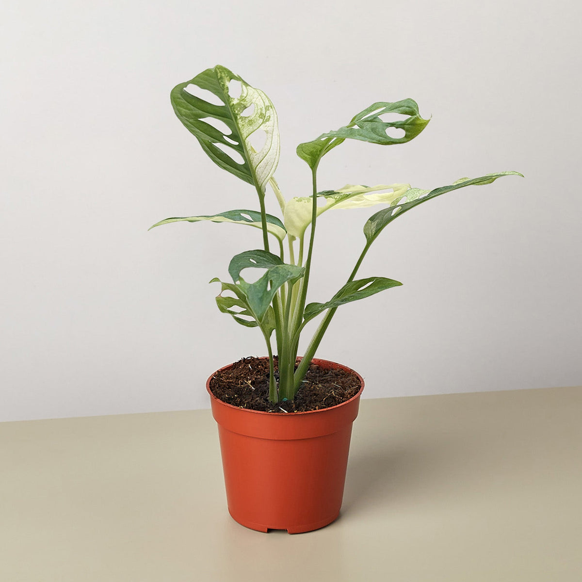 Monstera Adansonii Swiss Cheese Variegated indoor plant with green and white in orange pot on Tampa Home & Garden Store