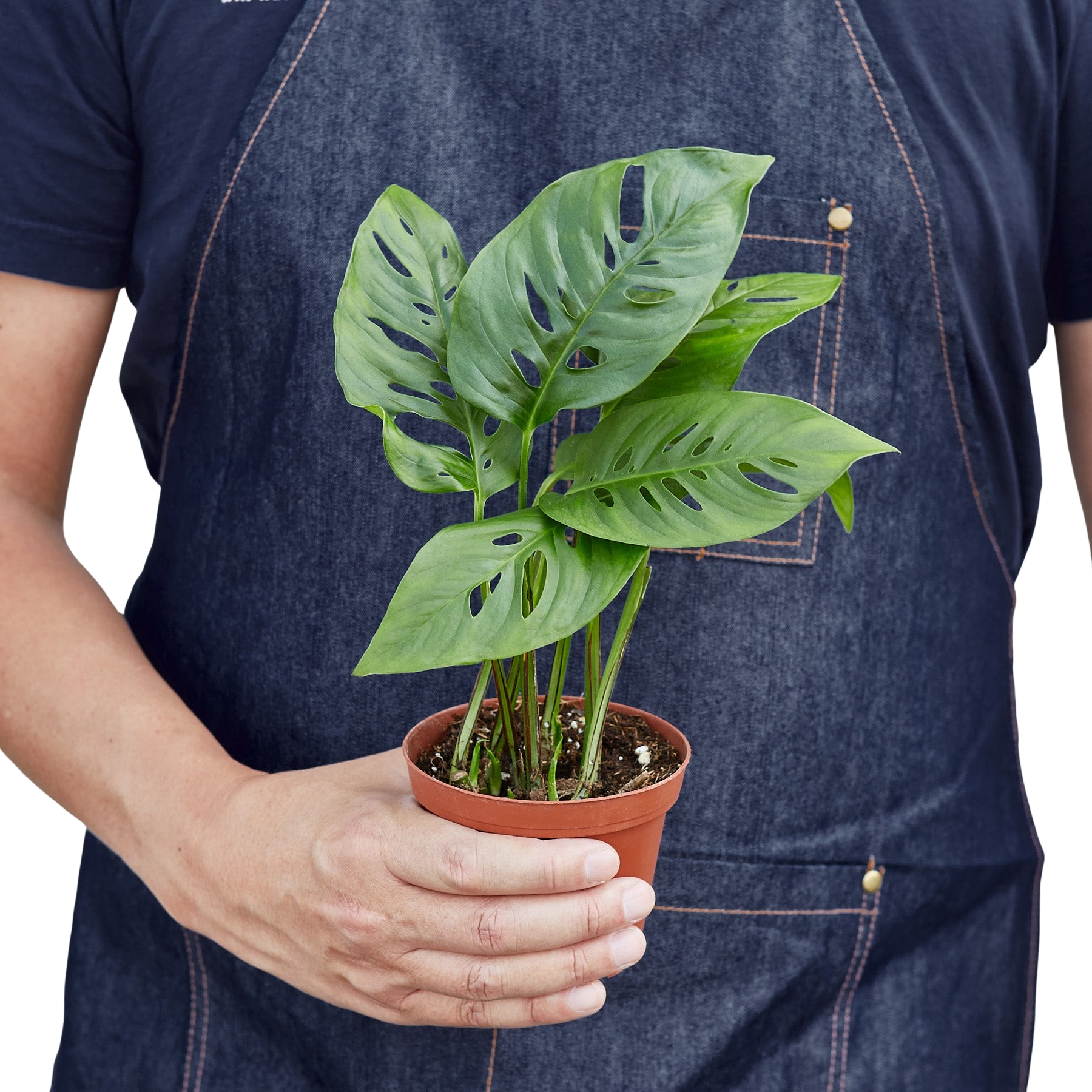 Monstera Adansonii Swiss Cheese indoor plant in small pot with fenestrated green leaves on Tampa Home & Garden Store