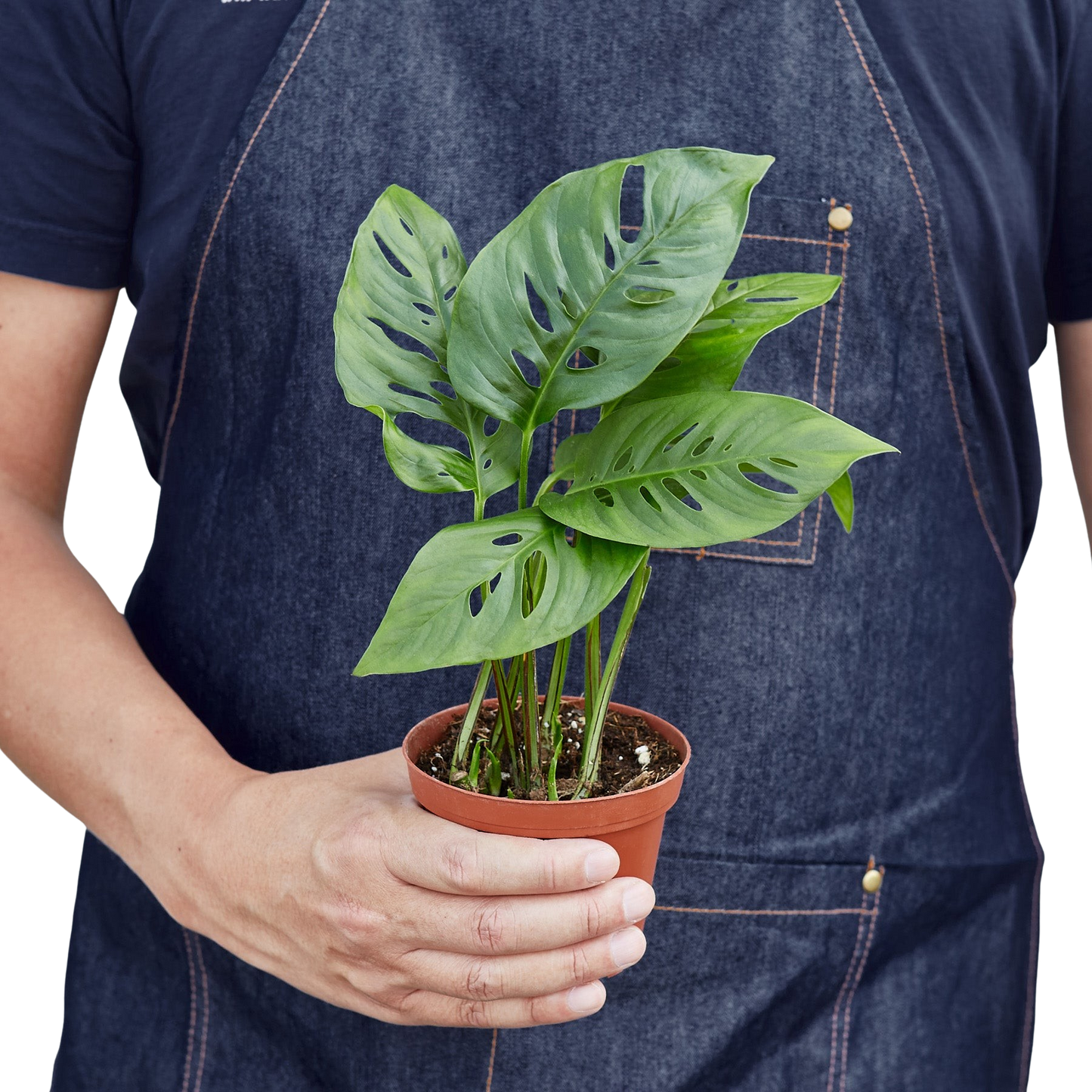 Monstera Adansonii Swiss Cheese 6in plant in pot Rooted Treasures Farms potted houseplant on Tampa Home & Garden Store