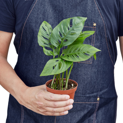 Monstera Adansonii Swiss Cheese 6in plant in pot Rooted Treasures Farms potted houseplant on Tampa Home & Garden Store