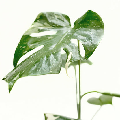 Monstera Thai Constellation leaf close-up with green variegation and white speckles on Tampa Home & Garden Store