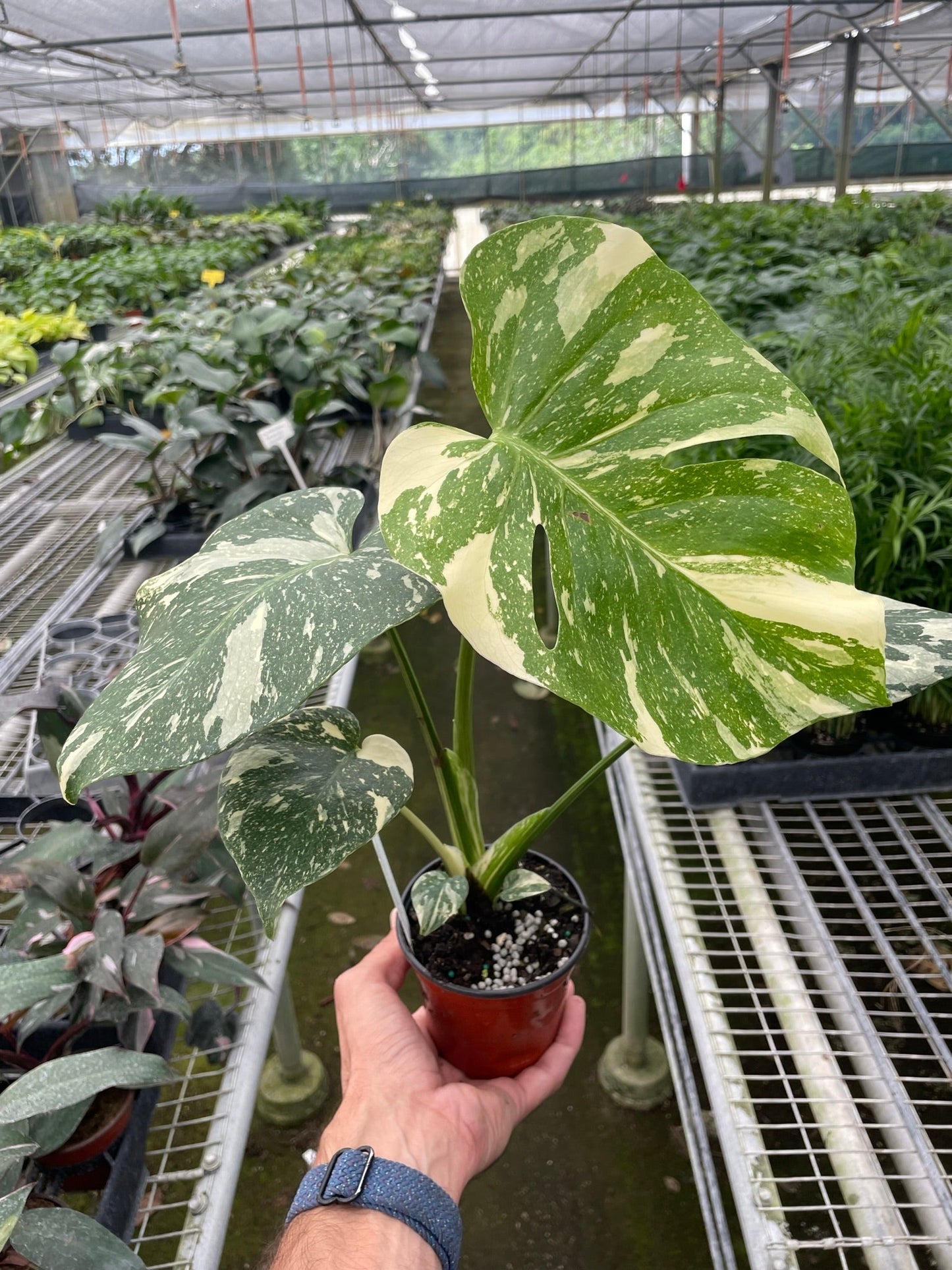 Monstera Thai Constellation plant in small pot with cream-green leaves and fenestrations on Tampa Home & Garden Store