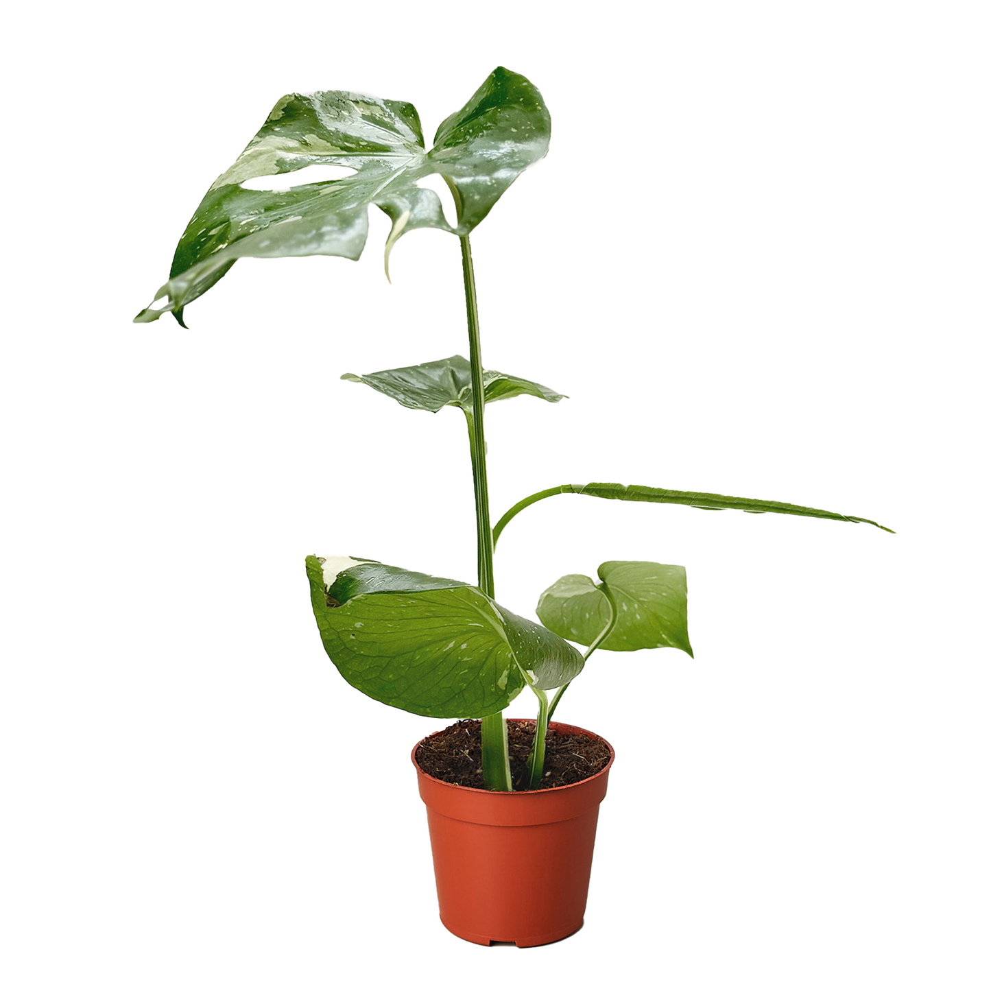 Monstera Thai Constellation variegated leaves in orange pot Rooted Treasures Farms on Tampa Home & Garden Store