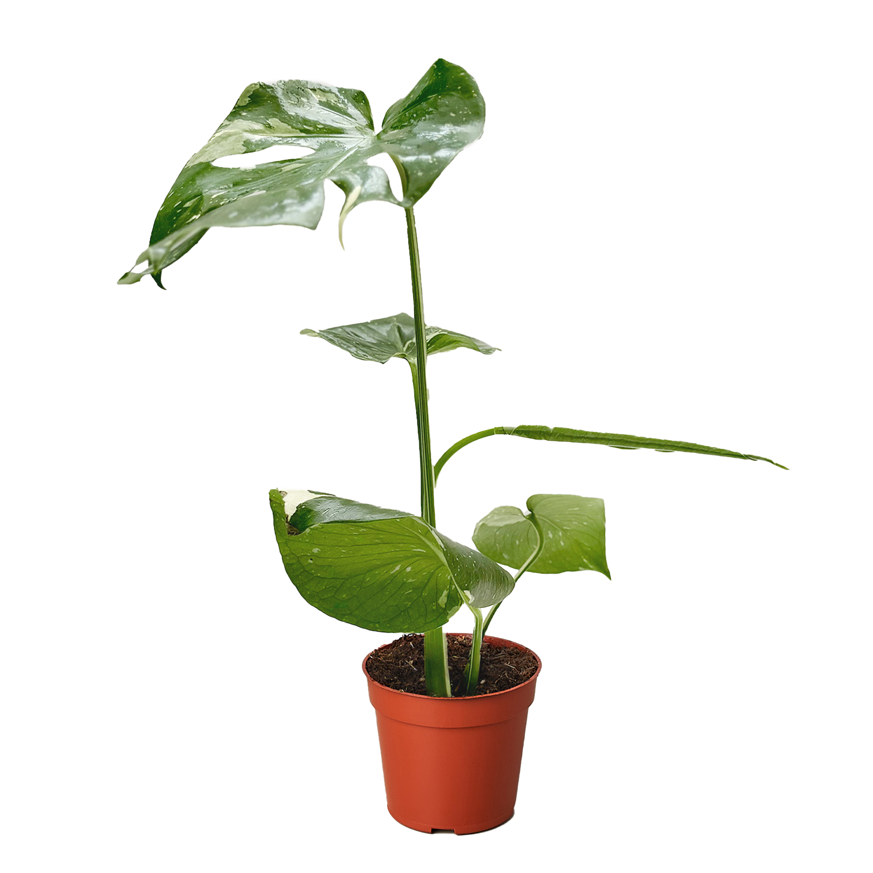 Monstera Thai Constellation variegated leaves in orange pot Rooted Treasures Farms on Tampa Home & Garden Store