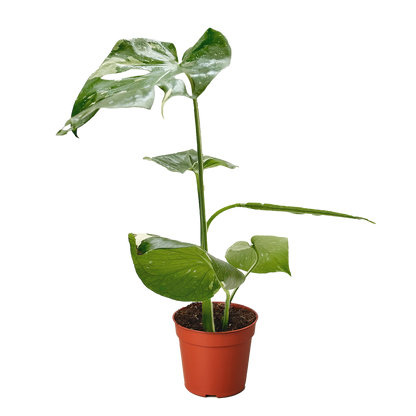 Monstera Thai Constellation variegated leaves in orange pot Rooted Treasures Farms on Tampa Home & Garden Store