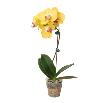 Yellow Phalaenopsis orchid indoor plant with pink-centered blooms and green leaves on Tampa Home & Garden Store