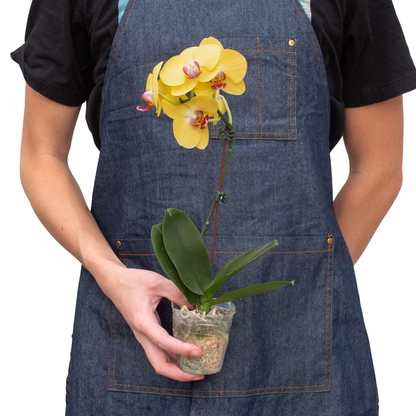 Orchid Yellow Phalaenopsis indoor plant with yellow blooms and pink lips in a clear pot on Tampa Home & Garden Store