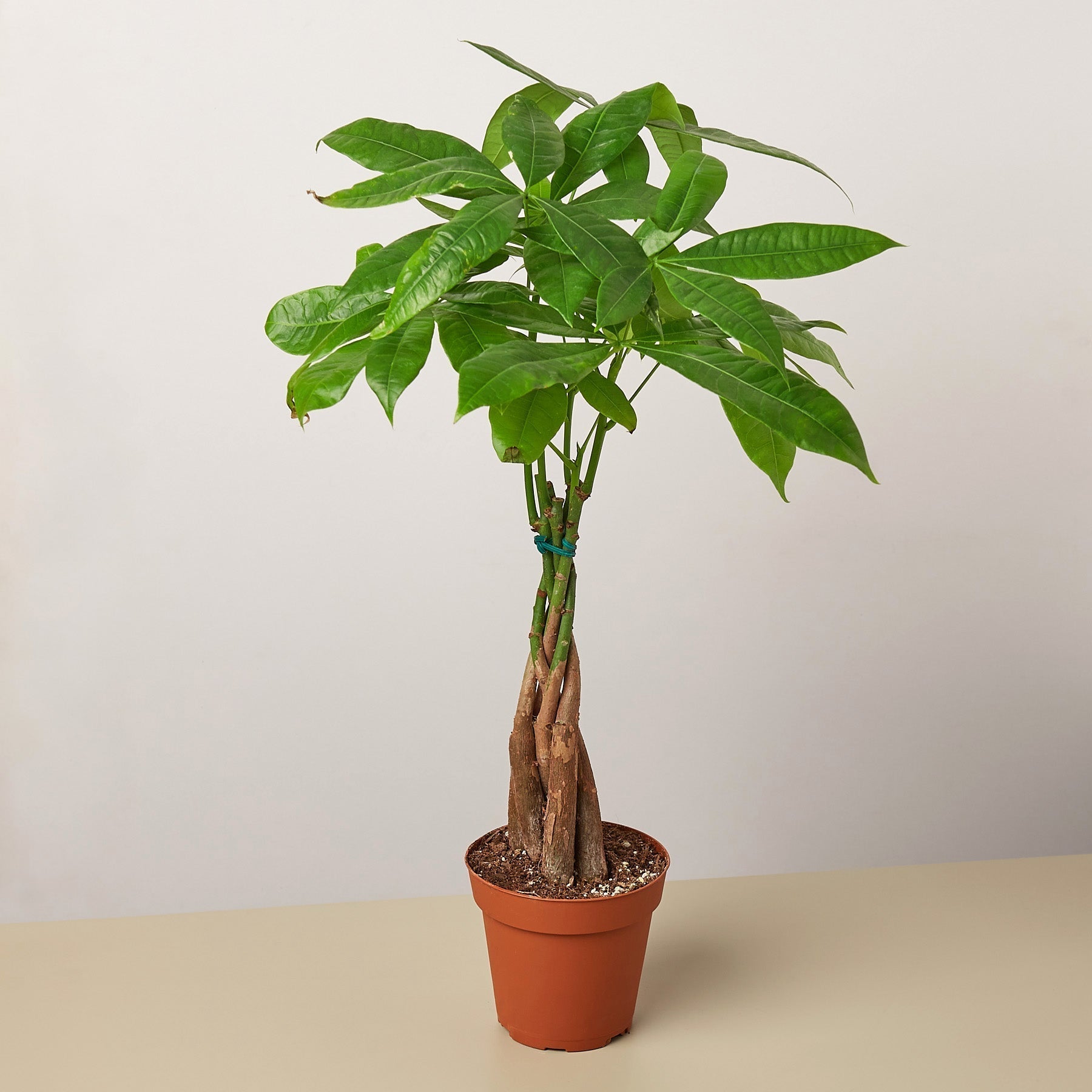 Money Tree Pachira Braid indoor potted plant with braided trunks and lush green leaves on Tampa Home & Garden Store