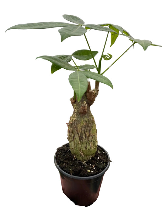 Potted money plant held in a greenhouse with white in the background