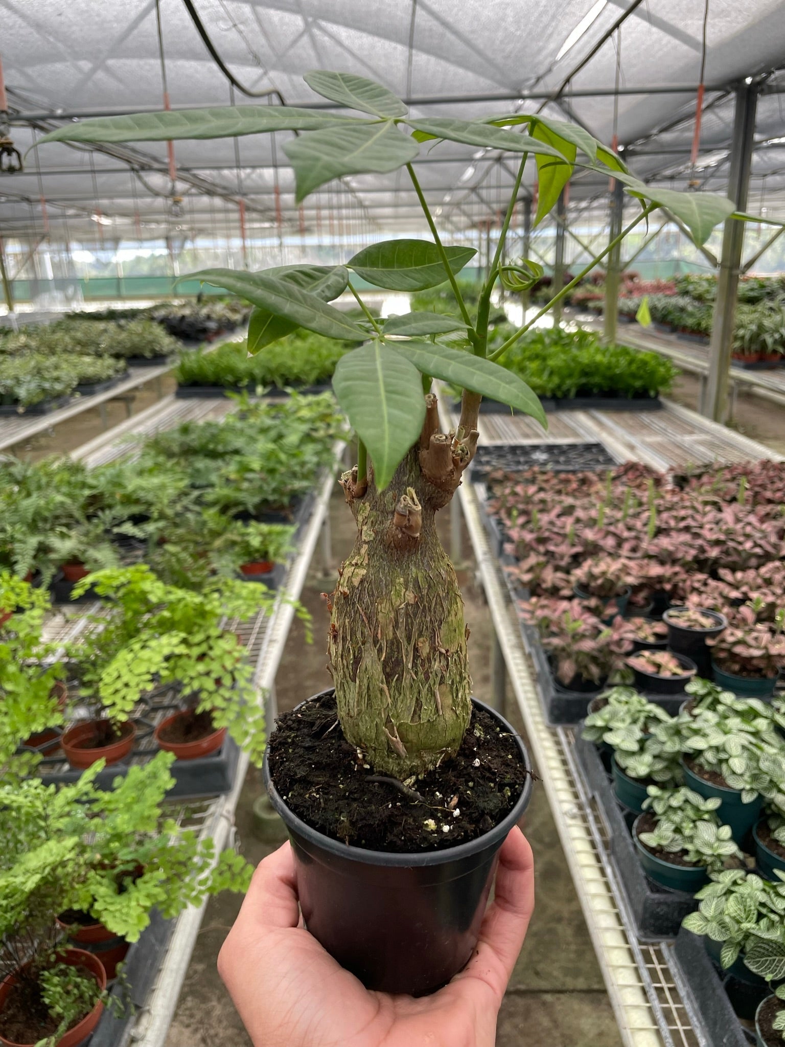 Money Tree Pachira Guiana Chestnut stump indoor potted plant by Rooted Treasures Farms on Tampa Home & Garden Store