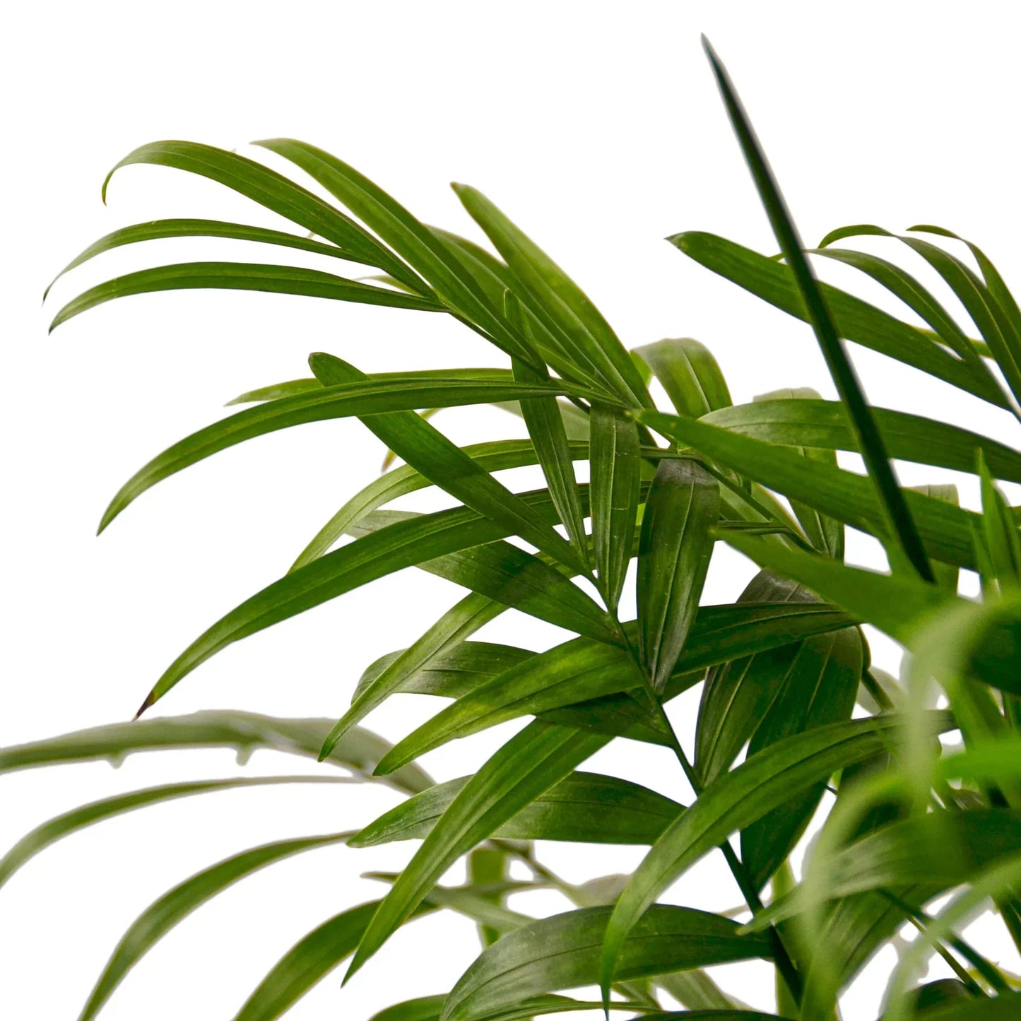 Parlor Palm indoor plant with slender arching green fronds on Tampa Home & Garden Store