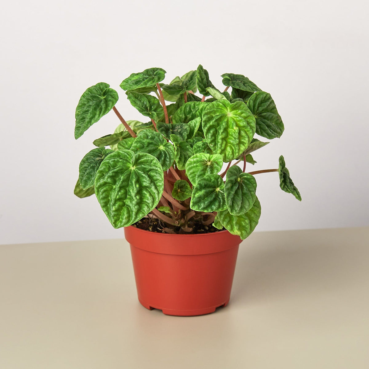 Peperomia Ripple indoor plant with wrinkled green leaves and reddish stems in an orange pot on Tampa Home & Garden Store