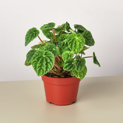 Peperomia Ripple indoor plant with wrinkled green leaves and reddish stems in an orange pot on Tampa Home & Garden Store