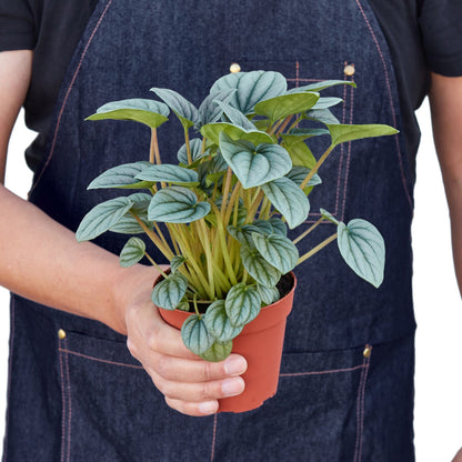 Peperomia Frost indoor plant with blue-green veined leaves in a terracotta pot on Tampa Home & Garden Store