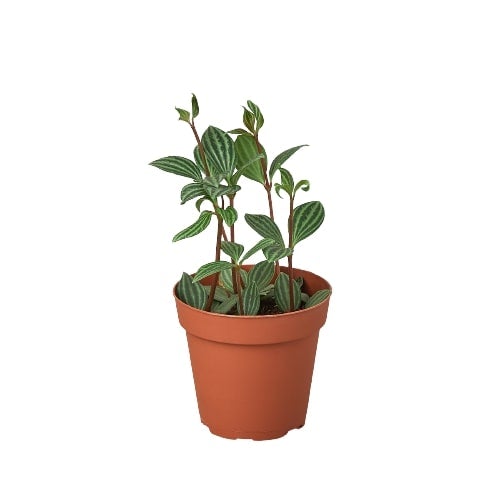 Peperomia Parallel plant in a 4-inch terracotta nursery pot Rooted Treasures Farms on Tampa Home & Garden Store