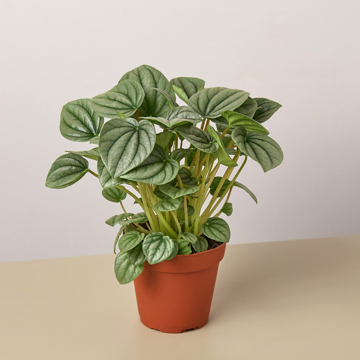Peperomia Frost indoor plant House Plant Shop with rounded green leaves and silver veining on Tampa Home & Garden Store