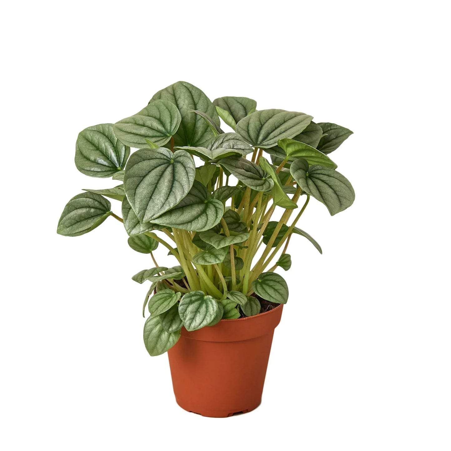 Peperomia Frost indoor plant in a terracotta pot with silver-veined green leaves on Tampa Home & Garden Store